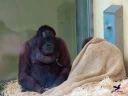 Tiergarten Schönbrunn am 03.10.2025